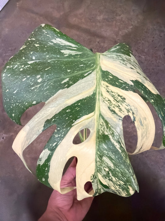 Monstera Crème Brulée