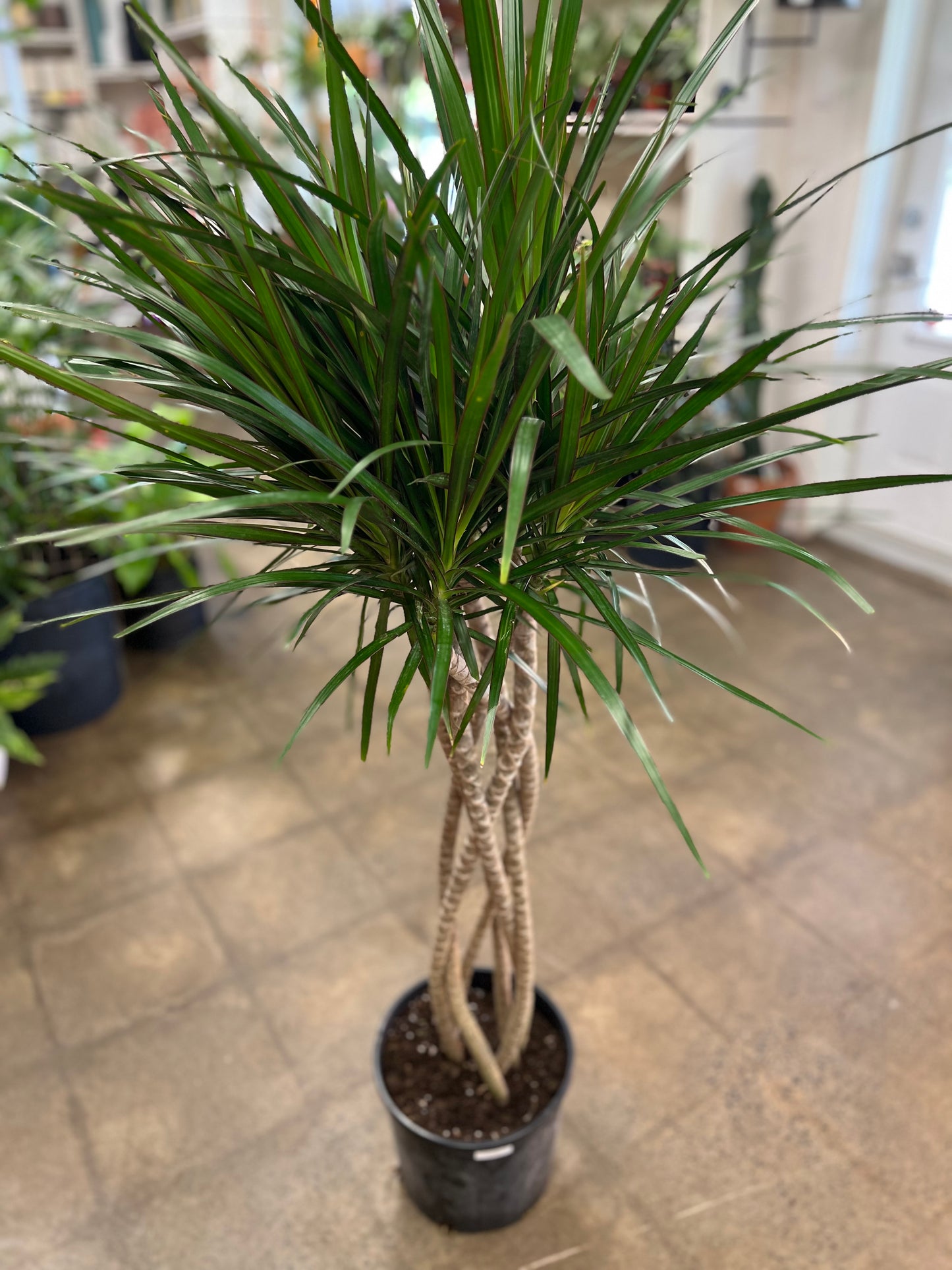 Dracaena Marginata Open weave