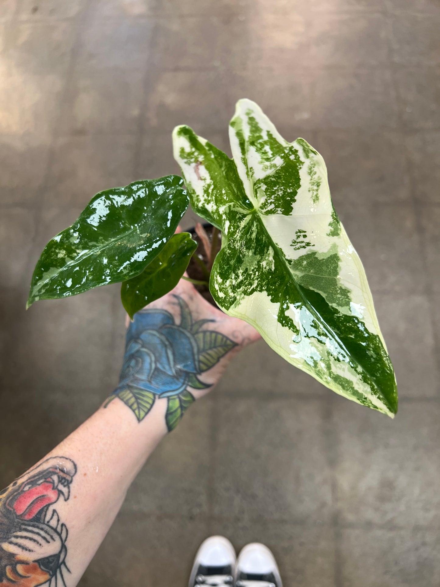 Alocasia Longiloba Variegata