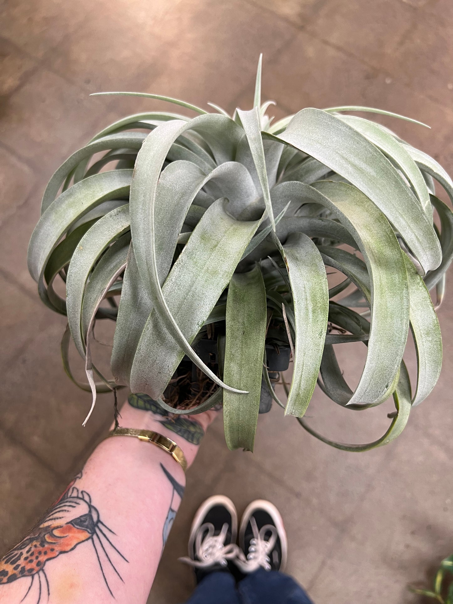 Tillandsia Xerographica XXL