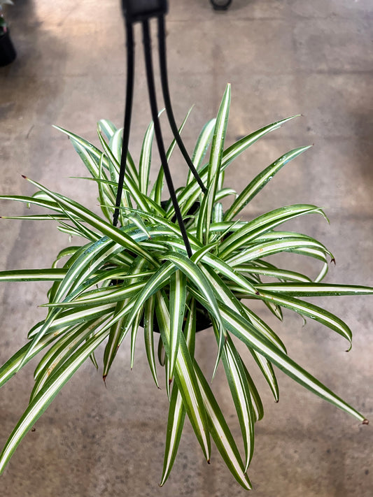 Chlorophytum Comosum Variegatum
