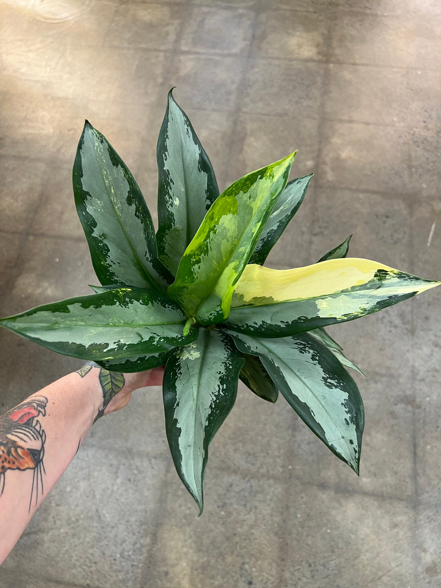 Aglaonema Suvarnabhumi Panaché