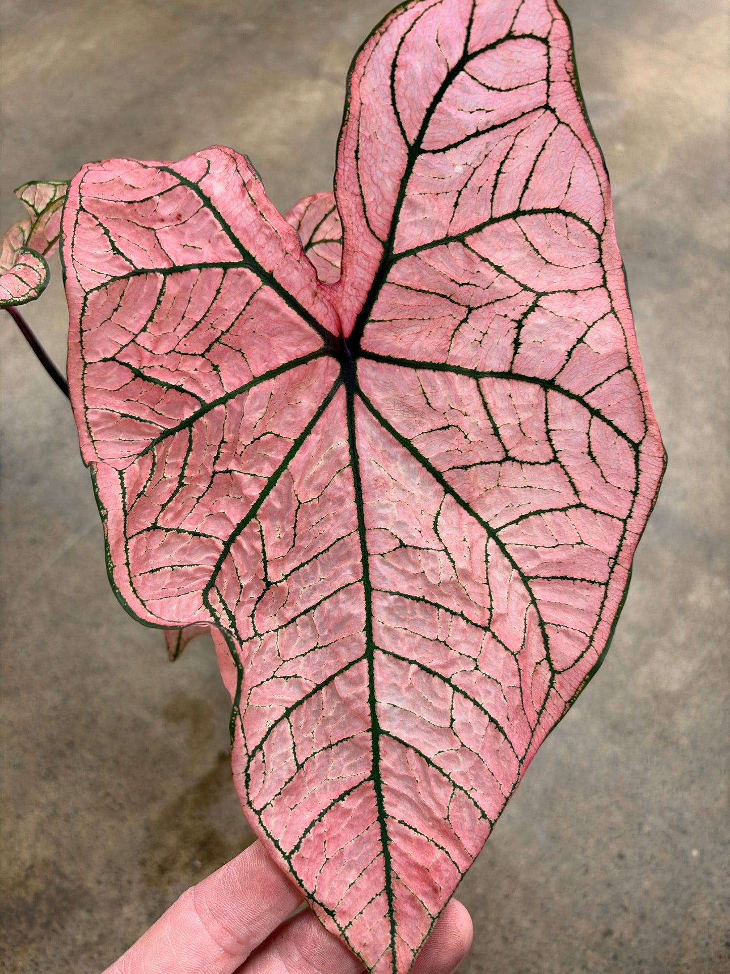 Caladium Spring Fling