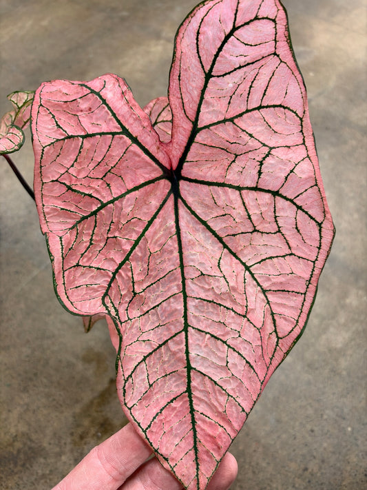 Caladium Spring Fling