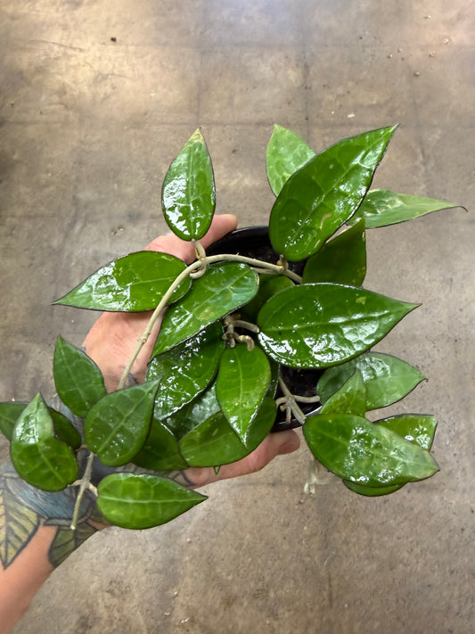 Hoya Black Margin