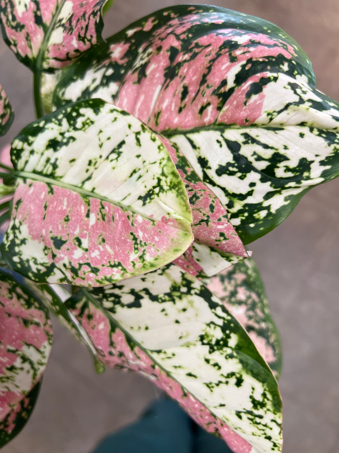 Aglaonema Anyamanee Tri-Color