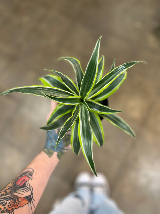 Dracaena White Surprise