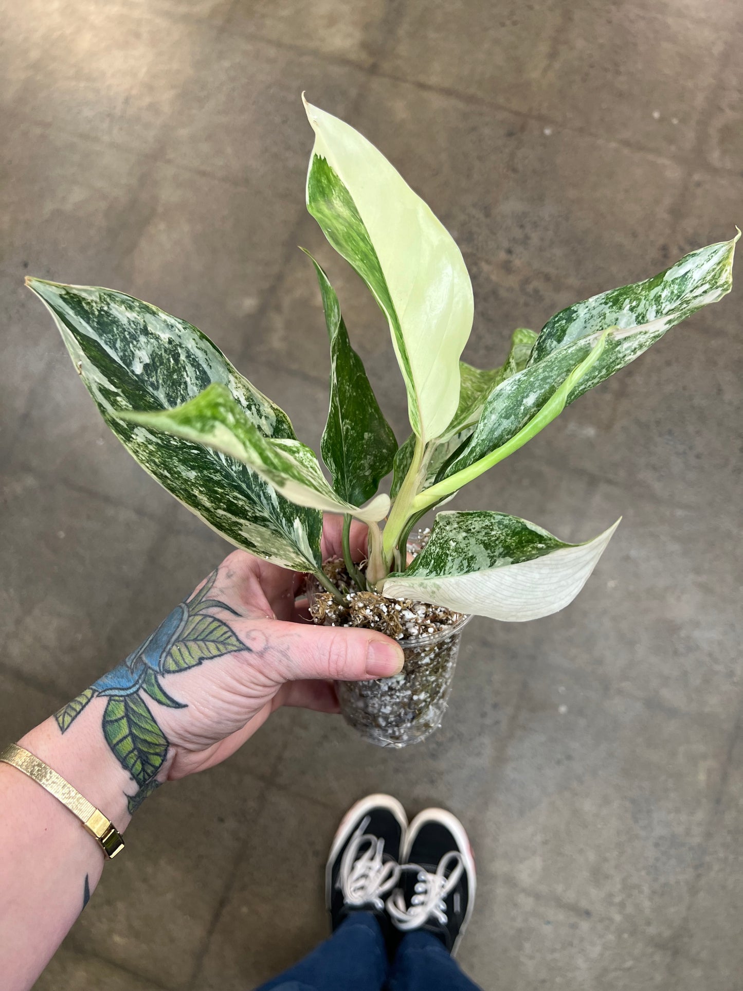 Aglaonema Siam Jade Varigated