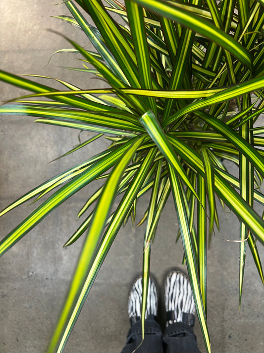 Dracaena Kiwi