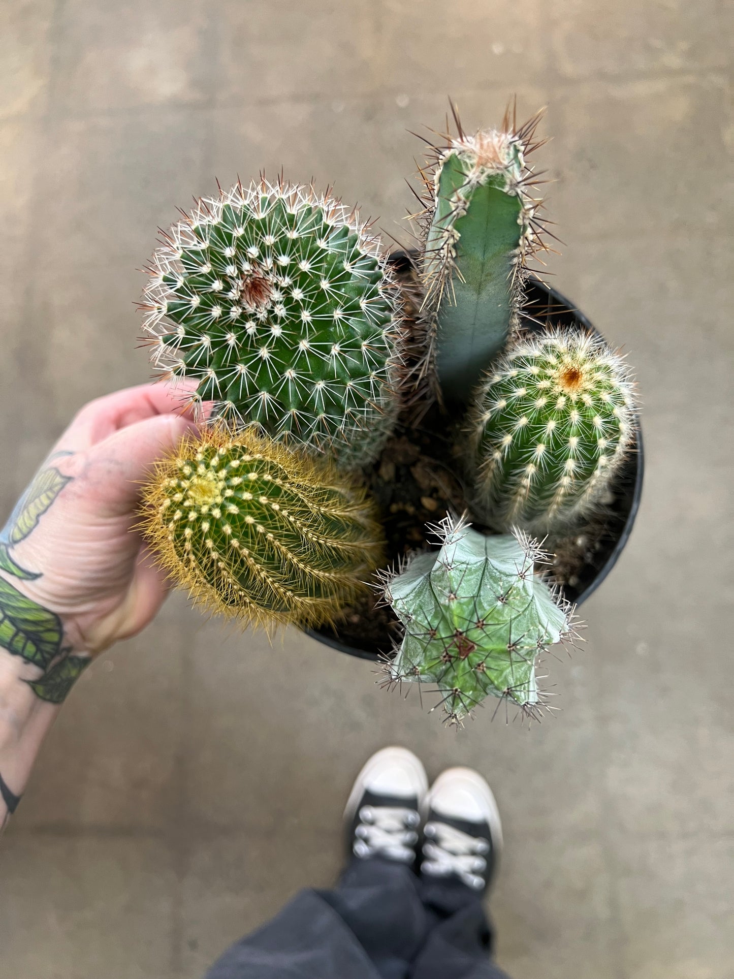 Cactus Garden