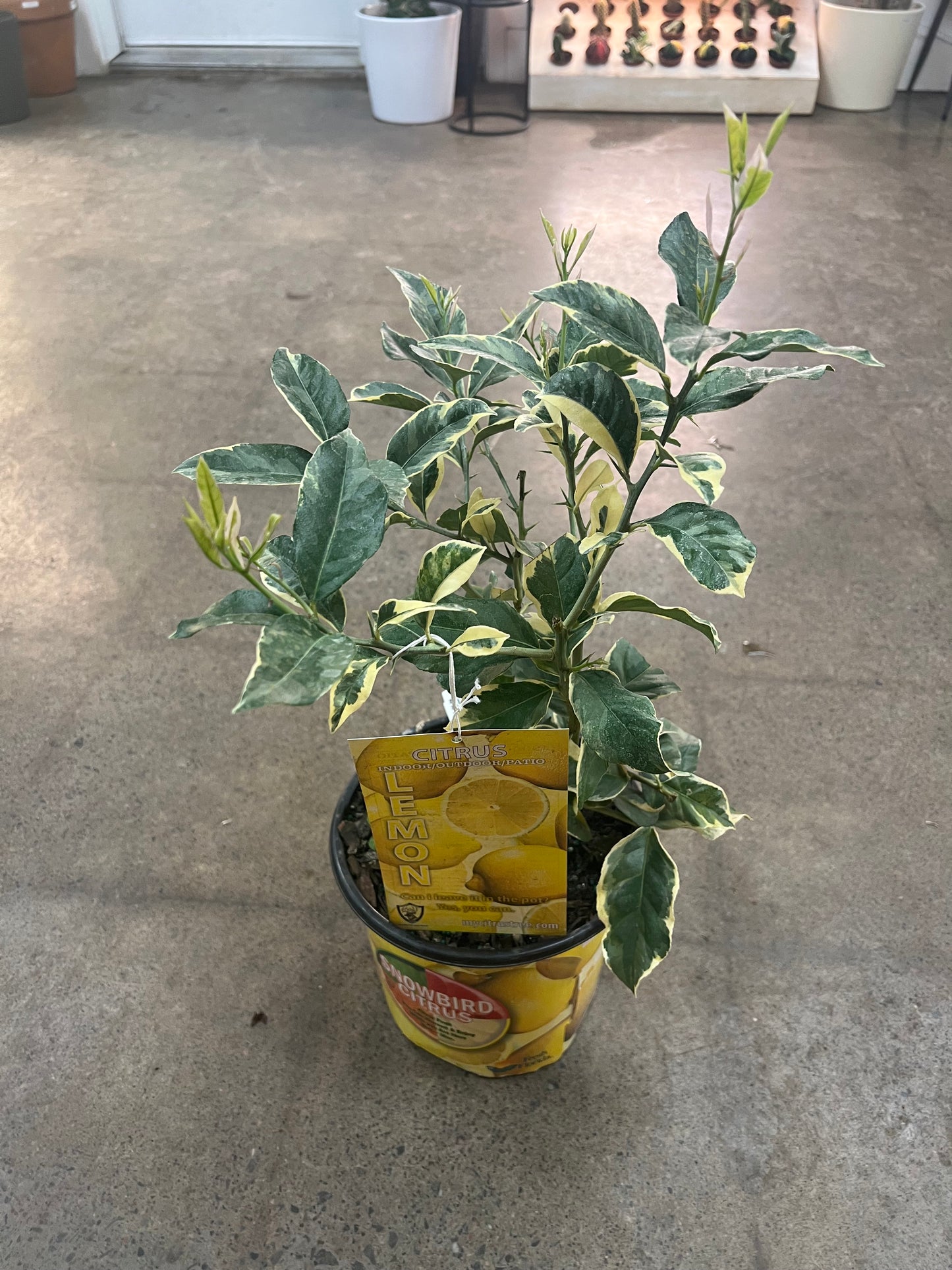 Citrus Lemon Pink Variegated