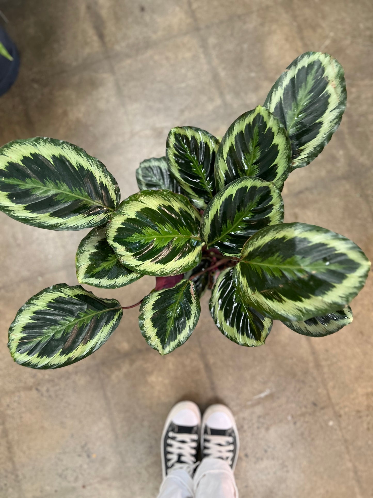 Calathea Medallion