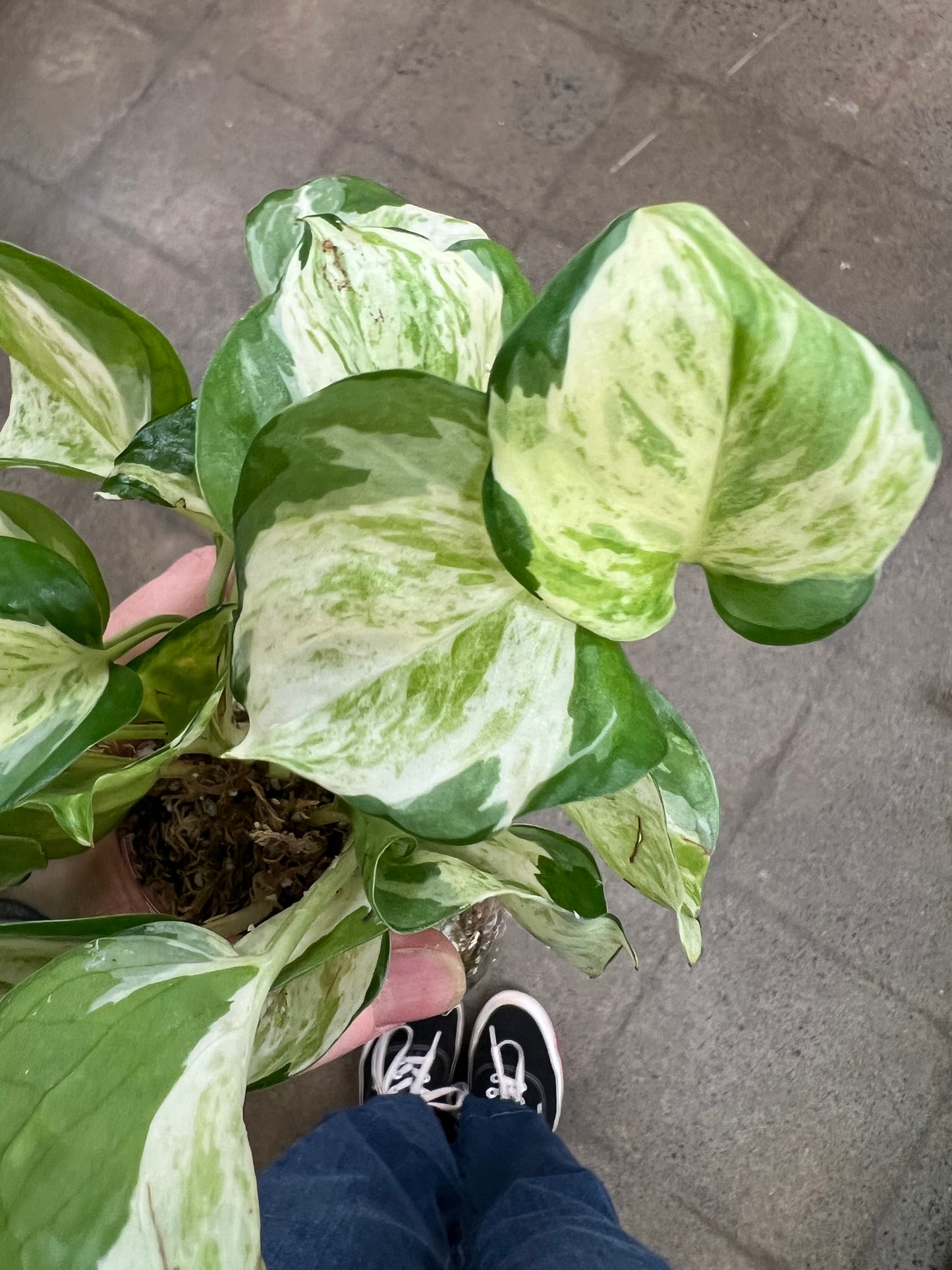 Pothos Manjula