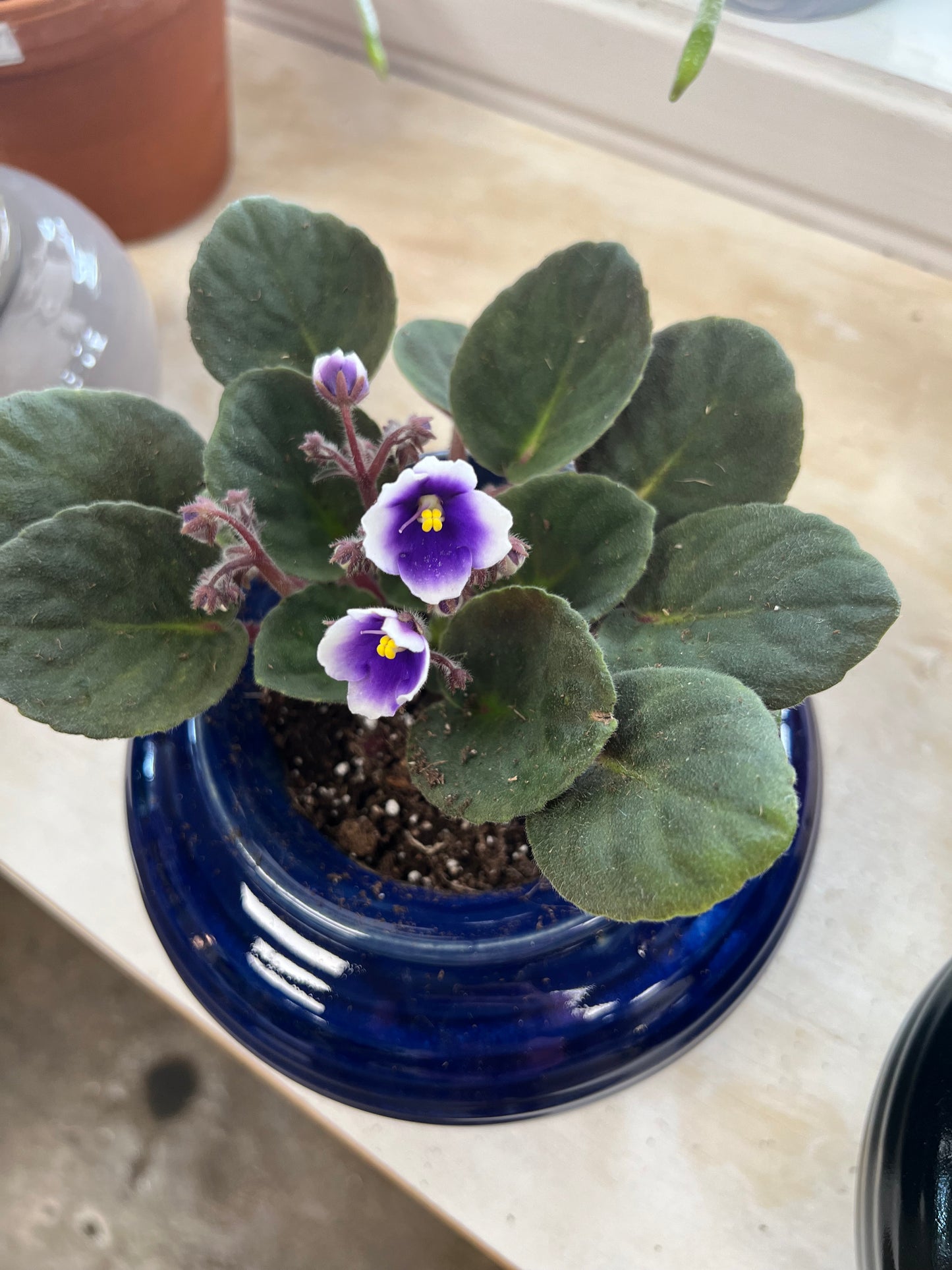 Violette Africaine avec Pot