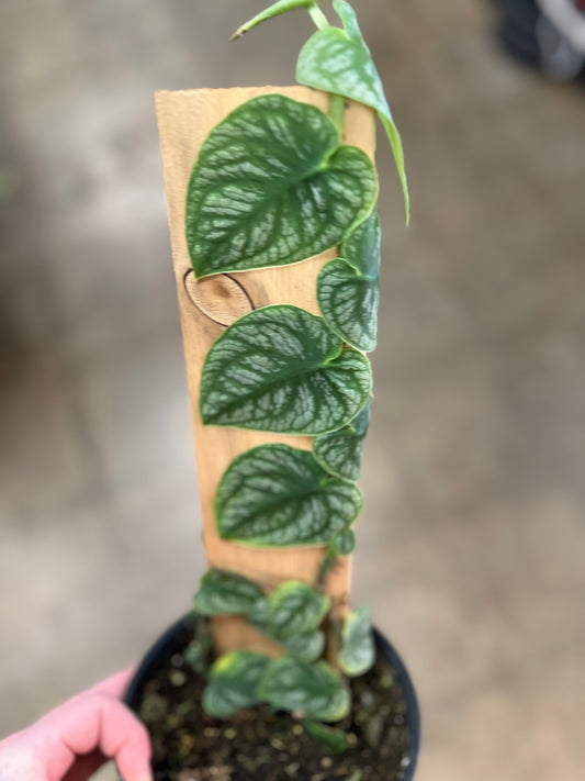 Monstera Dubia