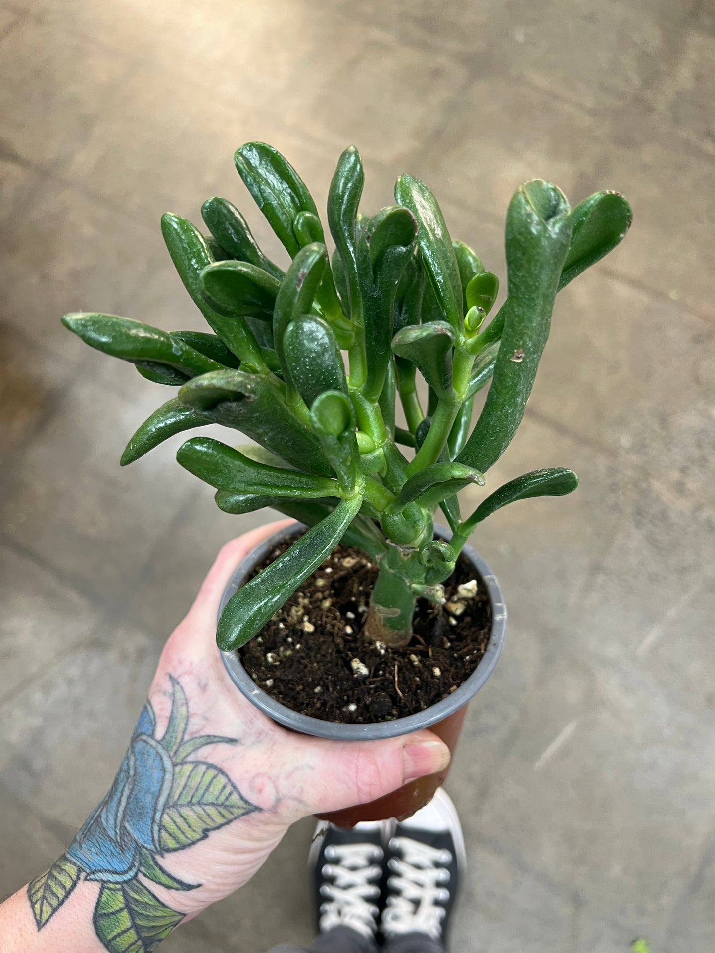 Crassula Hobbit