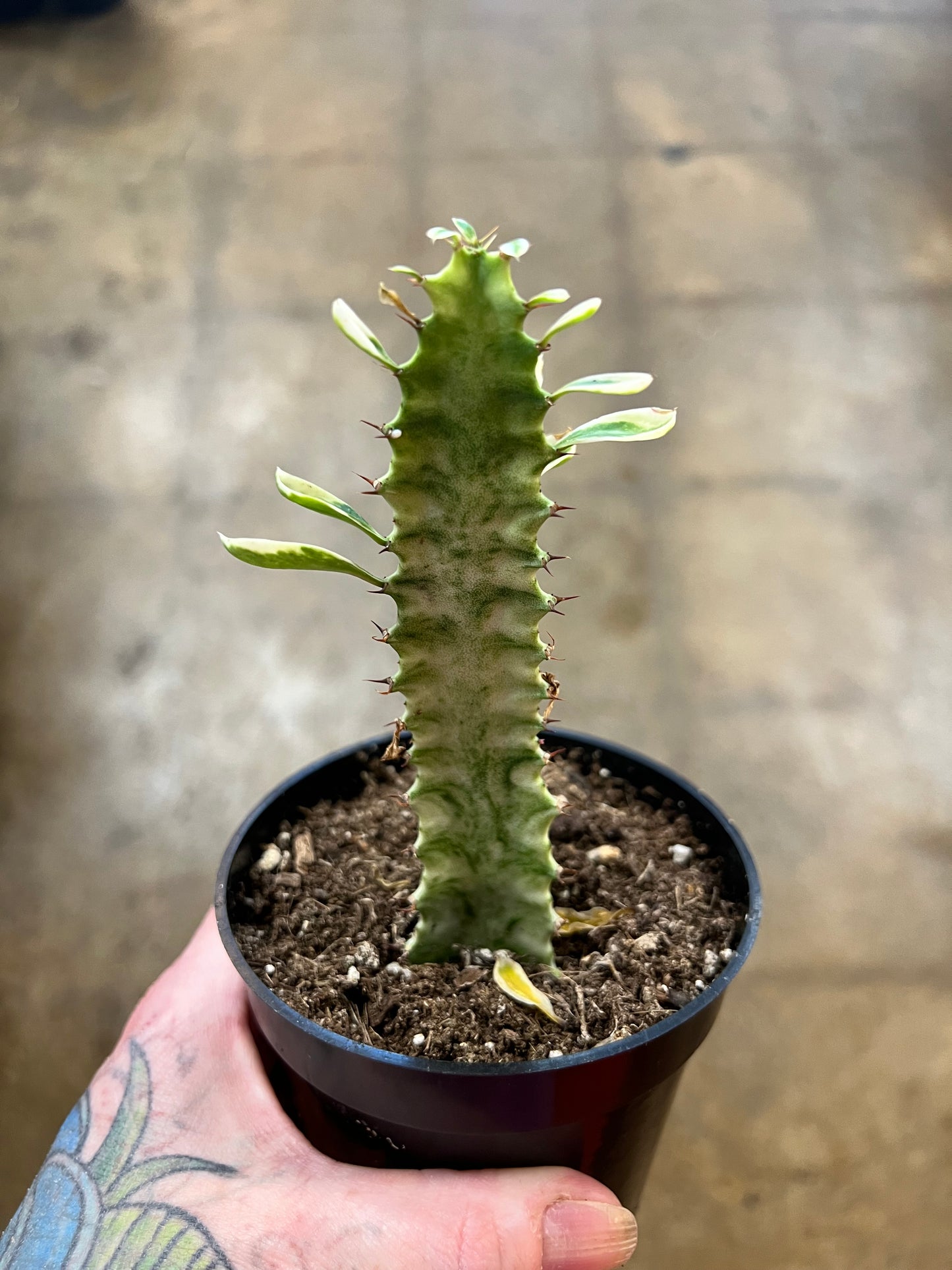 Euphorbia Trigona White