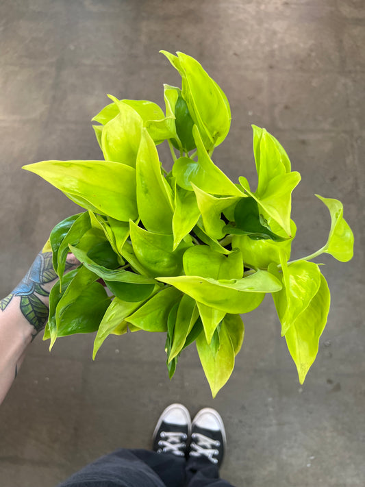 Pothos Teruno Champs Elysees