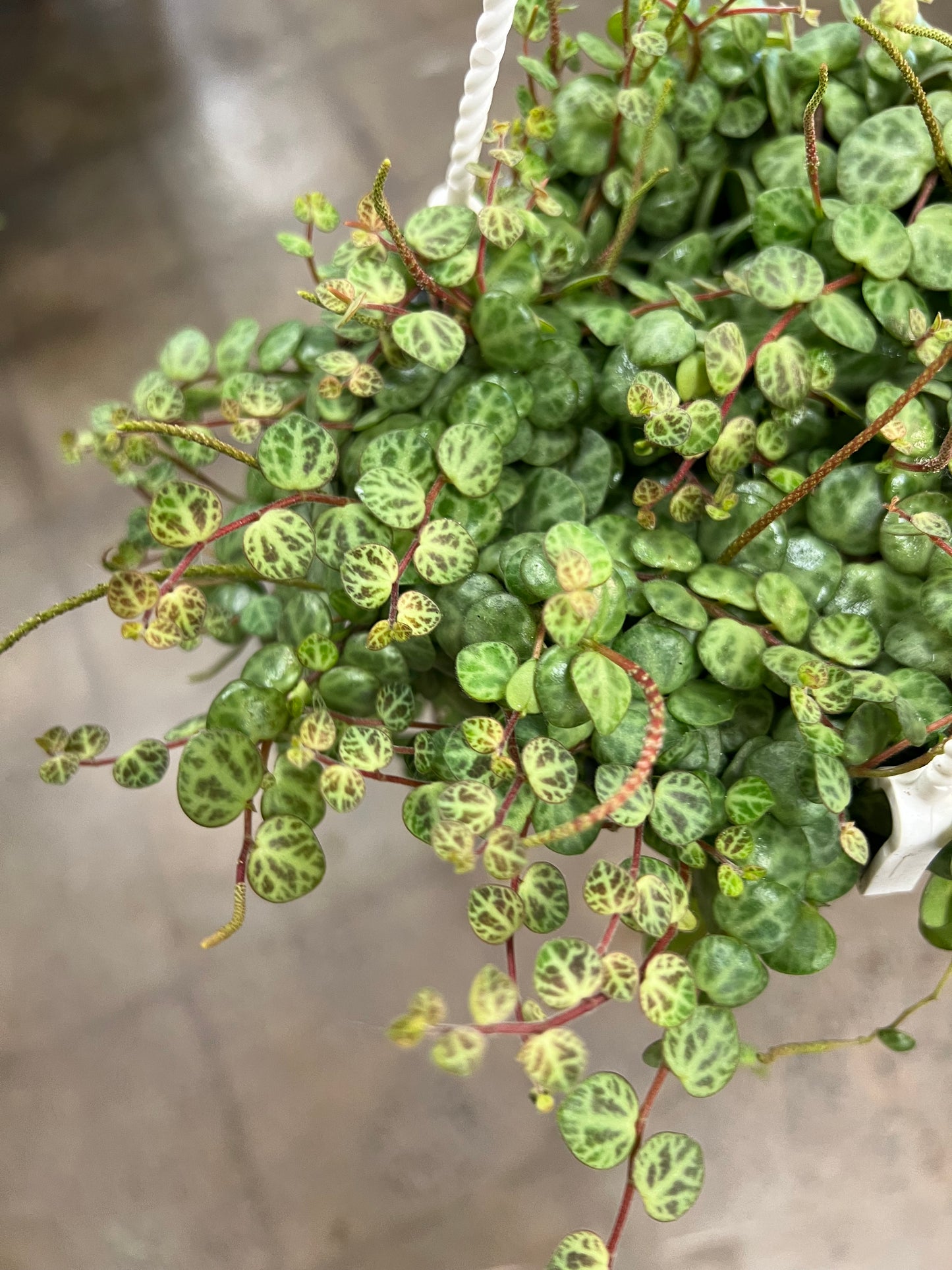 Peperomia Prostrata