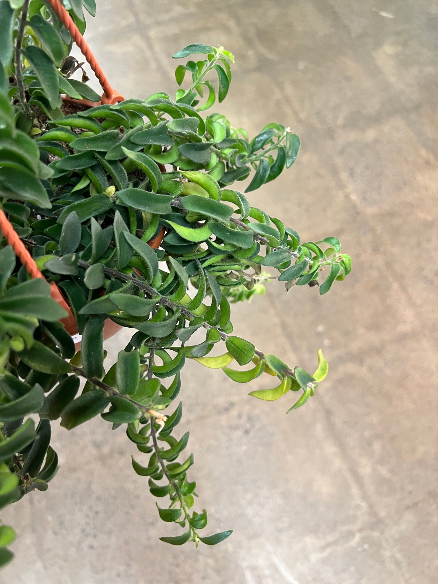 Aeschynanthus Twister