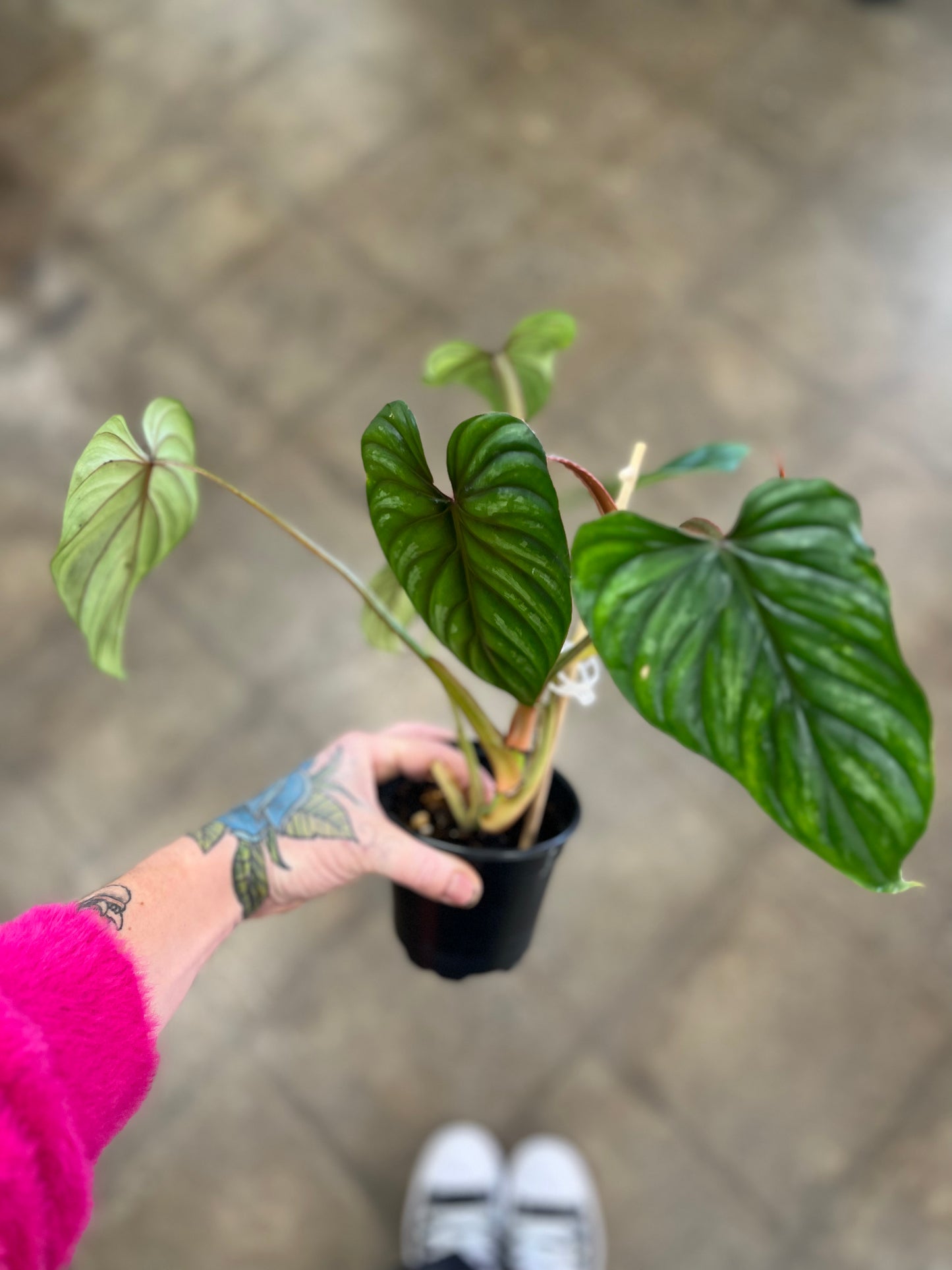 Philodendron Pastazanum Silver / Tuteur