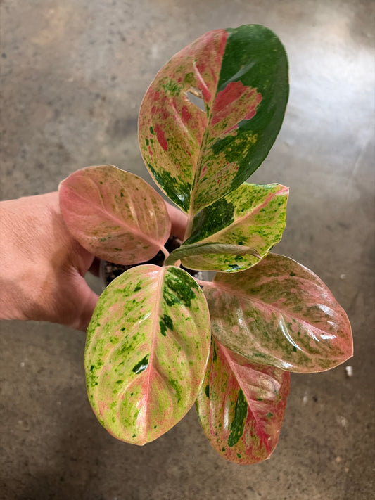 Aglaonema Pink Emerald
