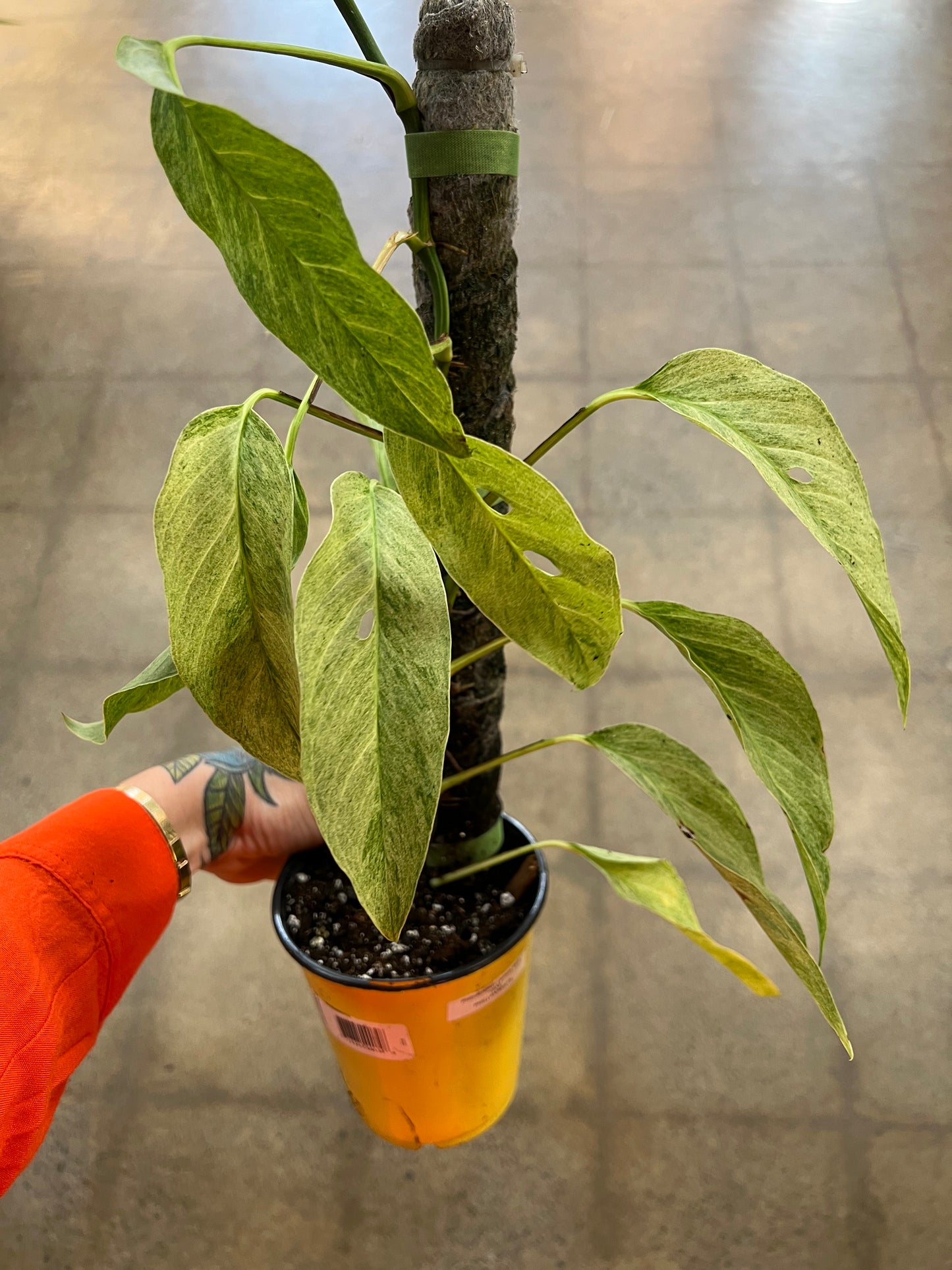 Monstera Laniata Mint