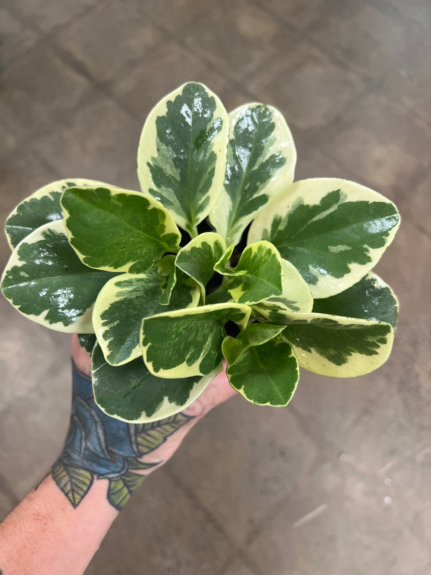 Peperomia Obtusifolia Marble