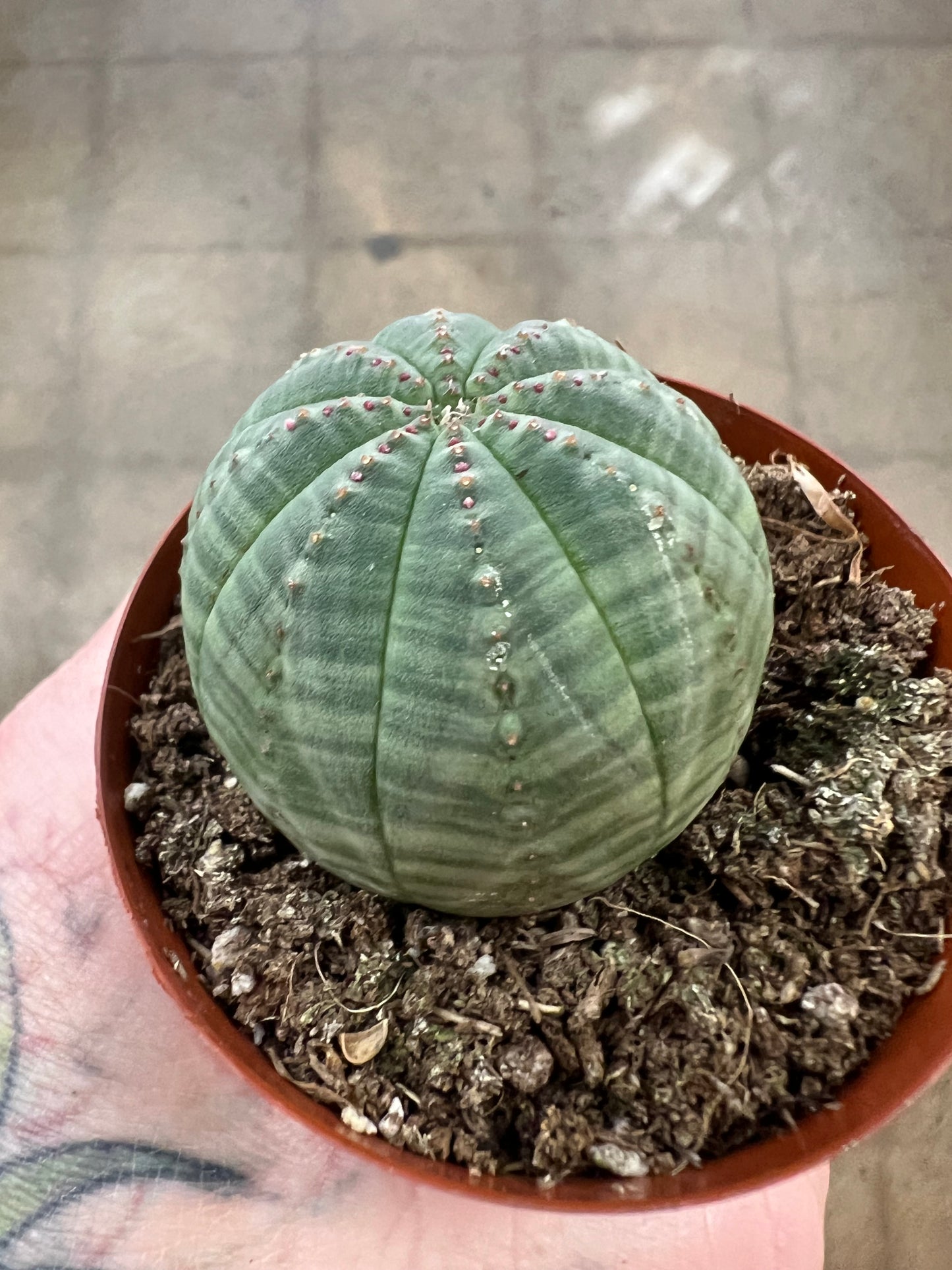 Euphorbia Obesa