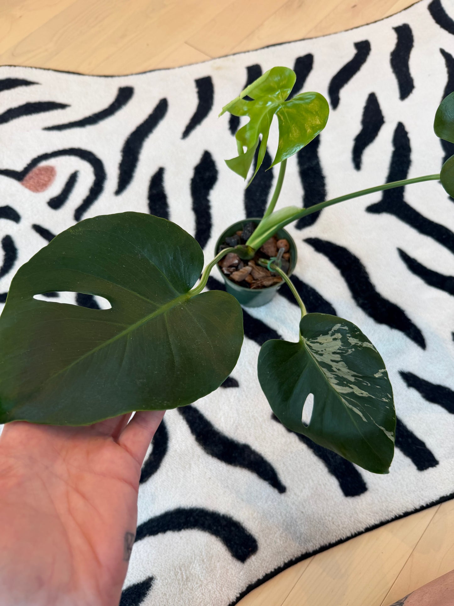 Monstera Bulbasaur #10