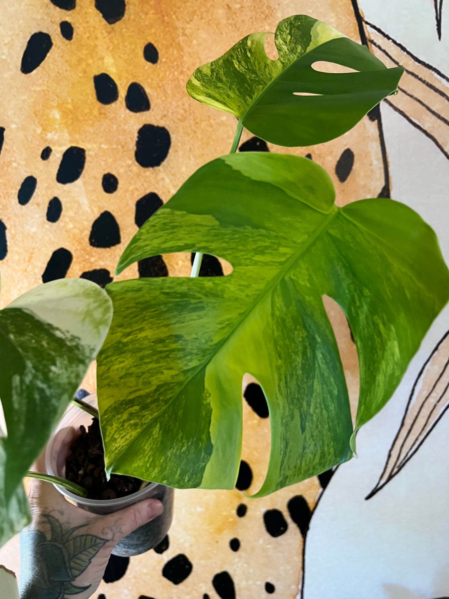 Monstera Aurea