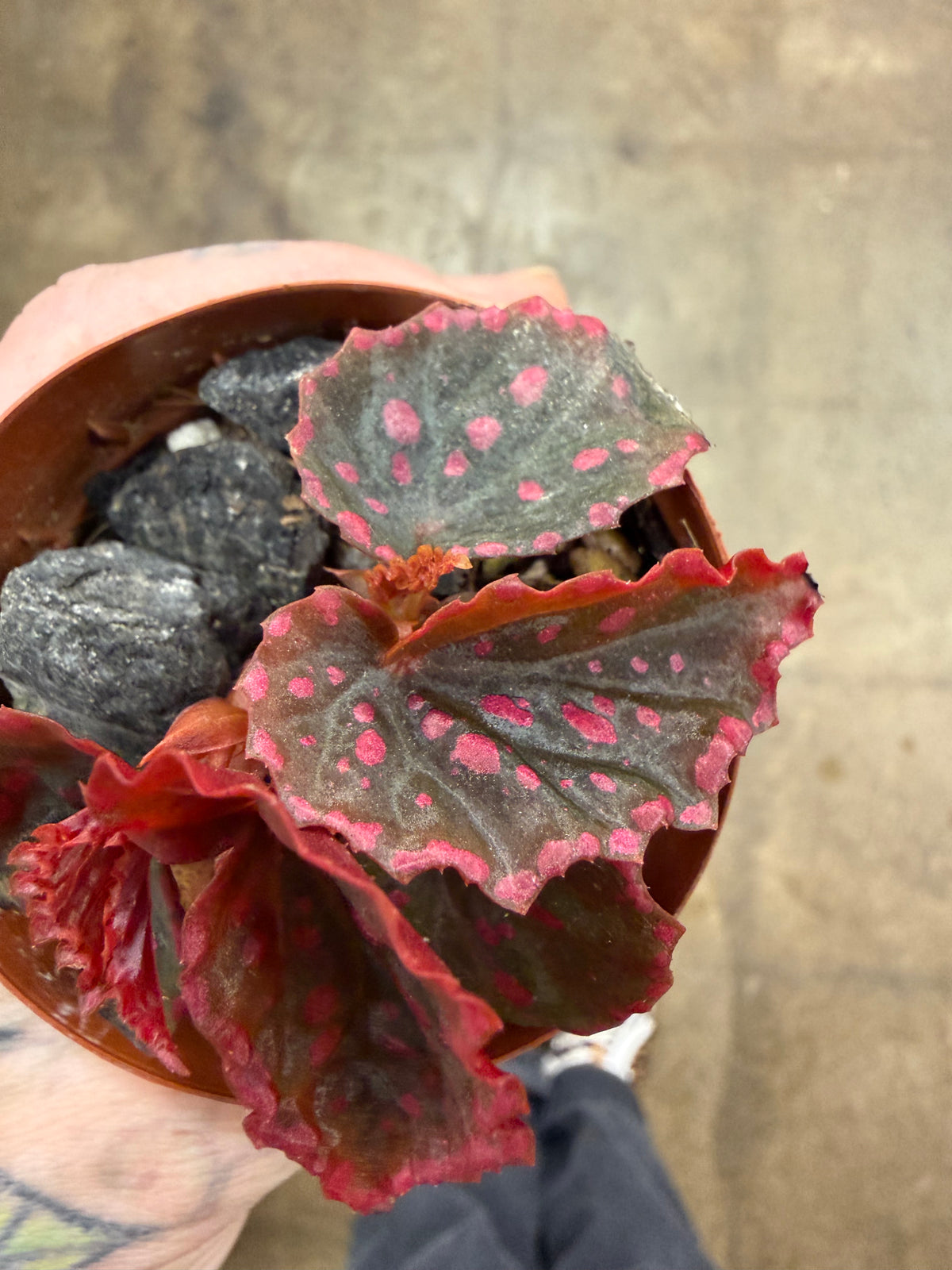 Bégonia Darthvaderiana × Negrosensis