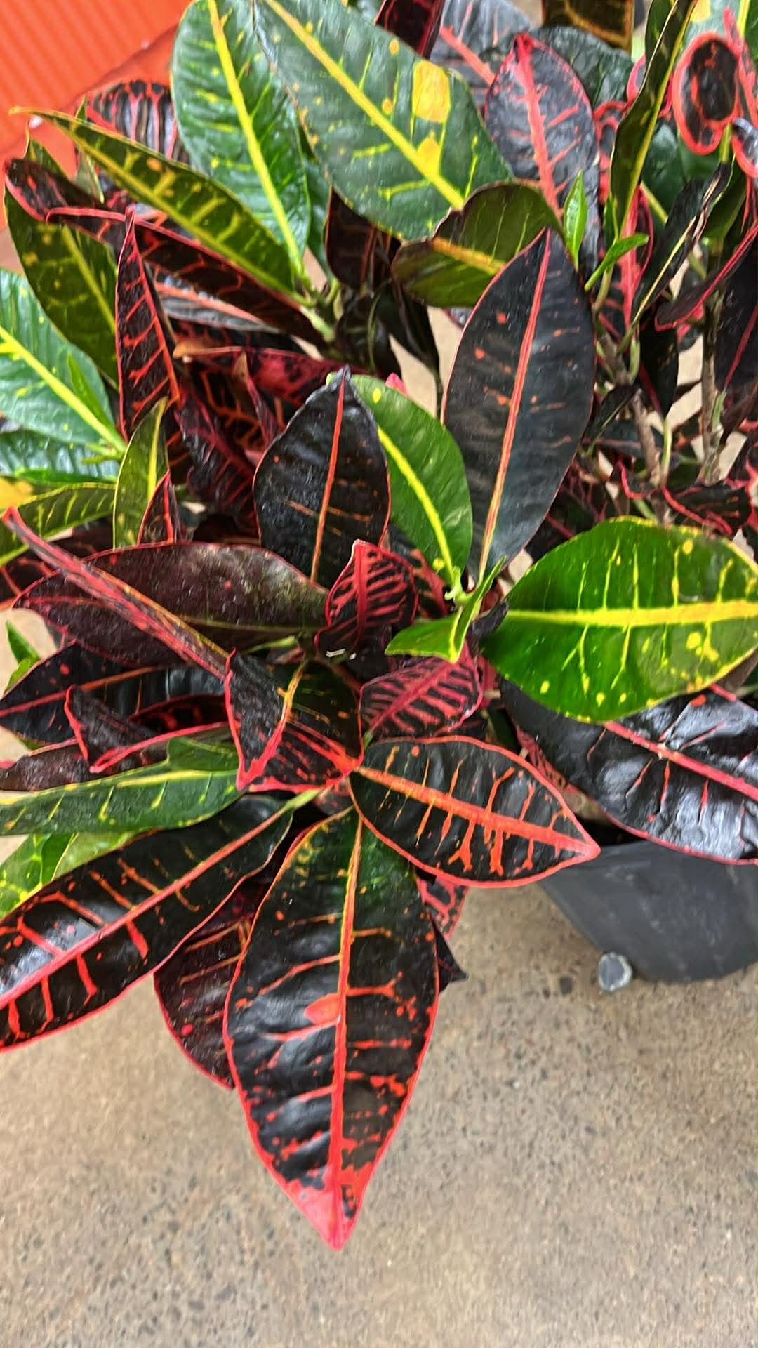 Croton Petra A