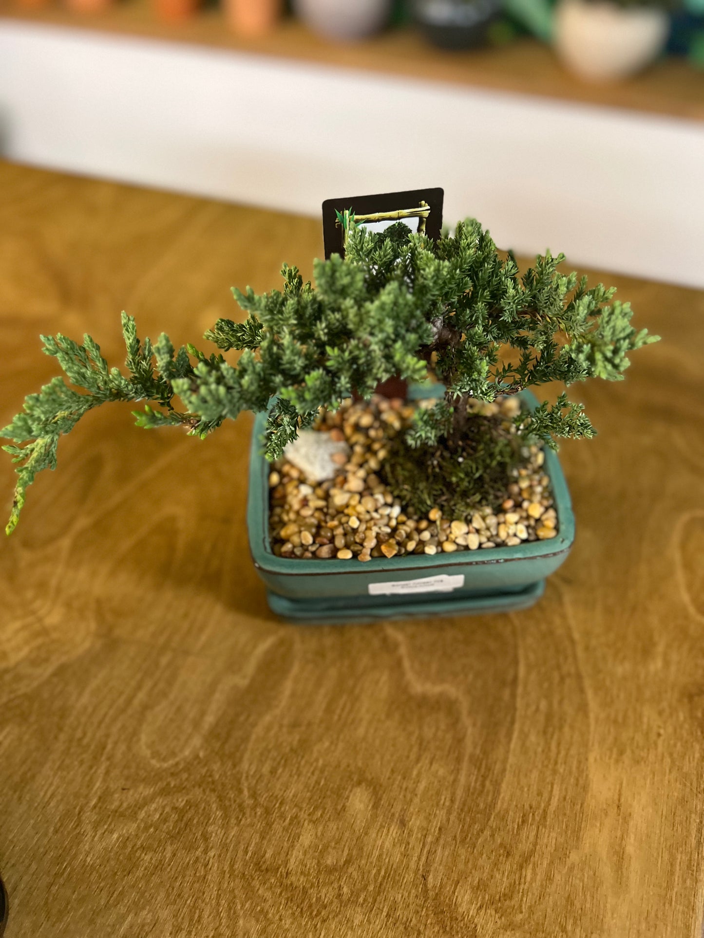 Bonsaï Juniper