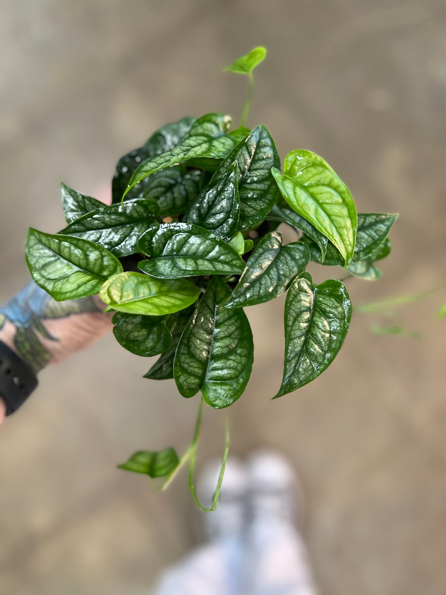 Philodendron Siltepecana