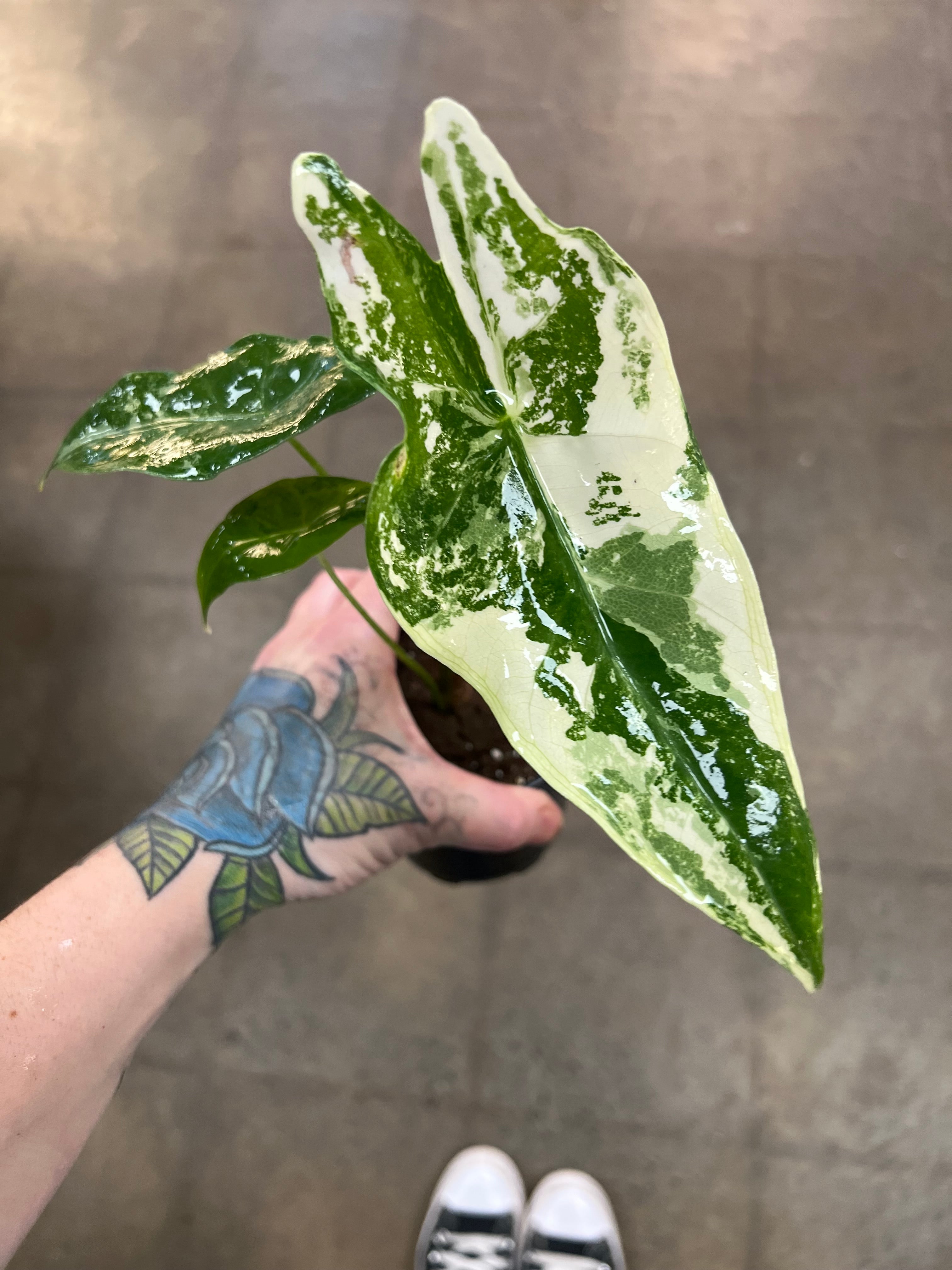 Alocasia Longiloba Variegata – jungleroseinc