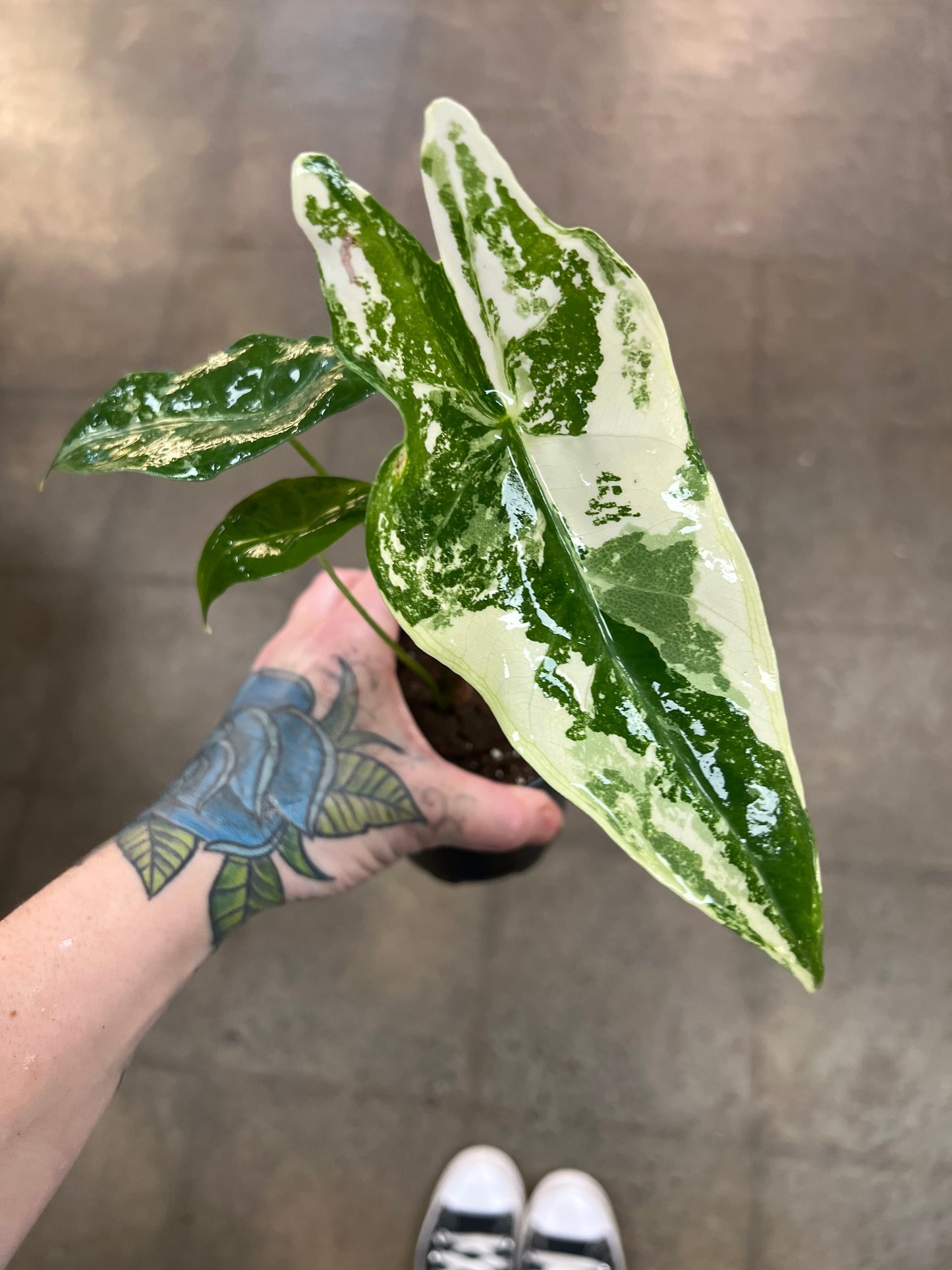 Alocasia Longiloba Variegata