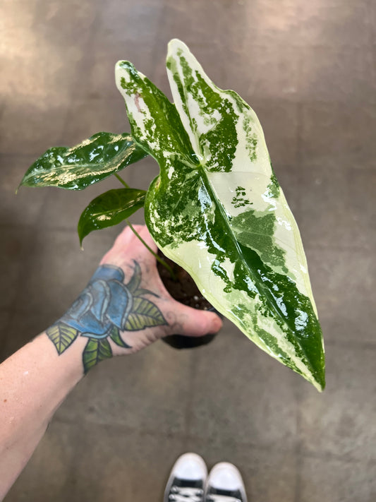 Alocasia Longiloba Variegata