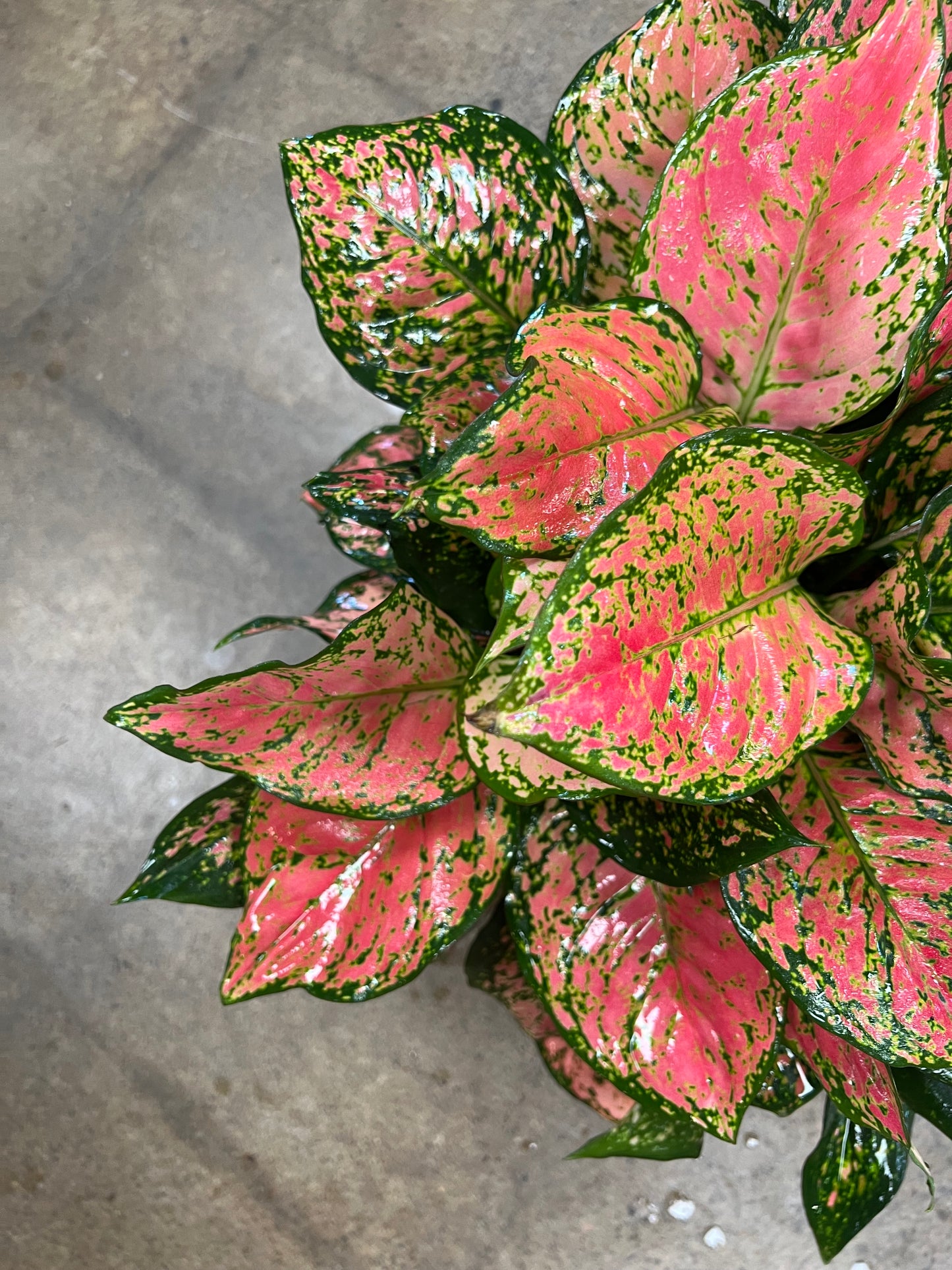 Aglaonema Red Valentine