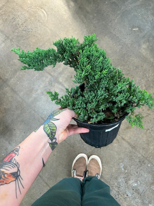 Bonsai Juniper