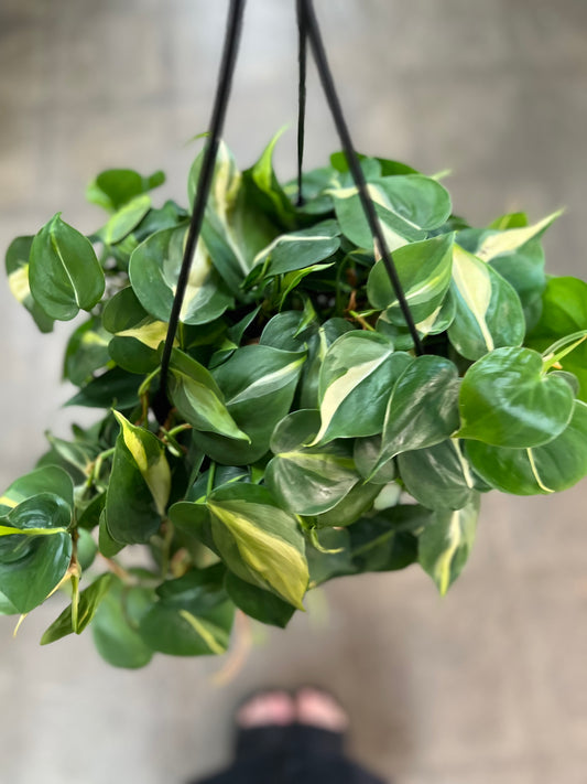 Philodendron Brazil