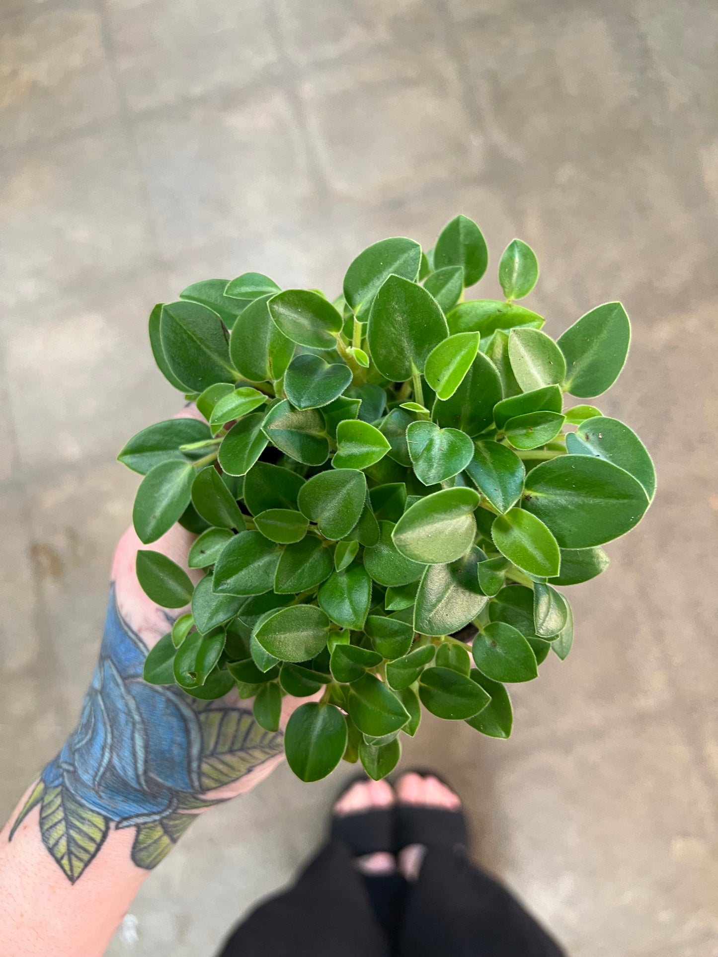 Peperomia Pixie