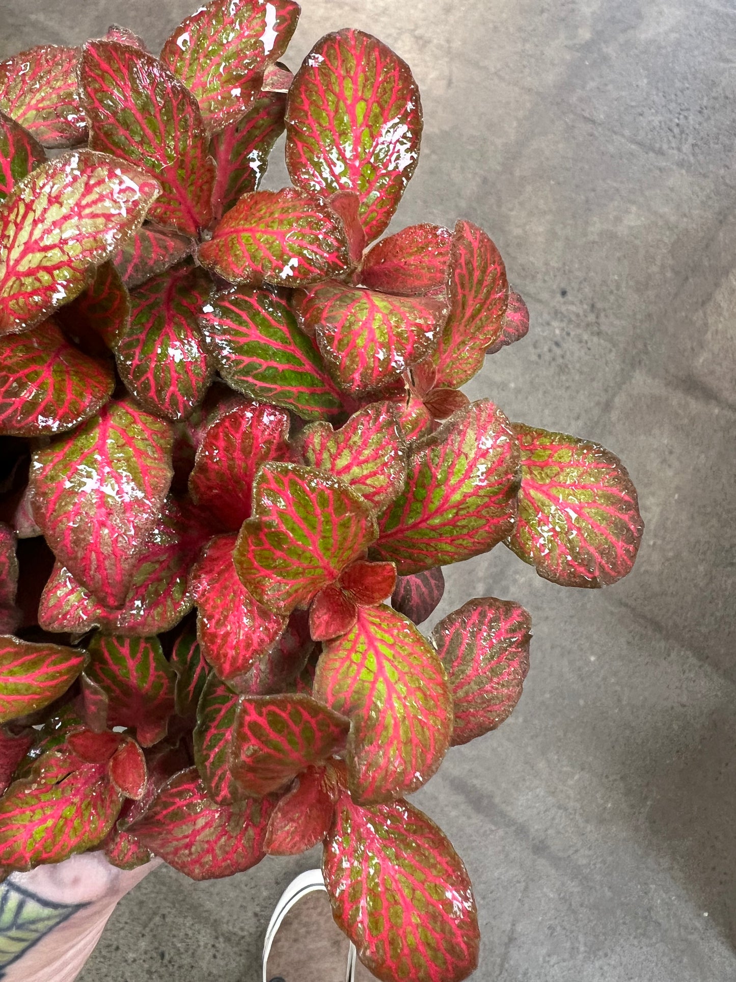 Fittonia Red Flame