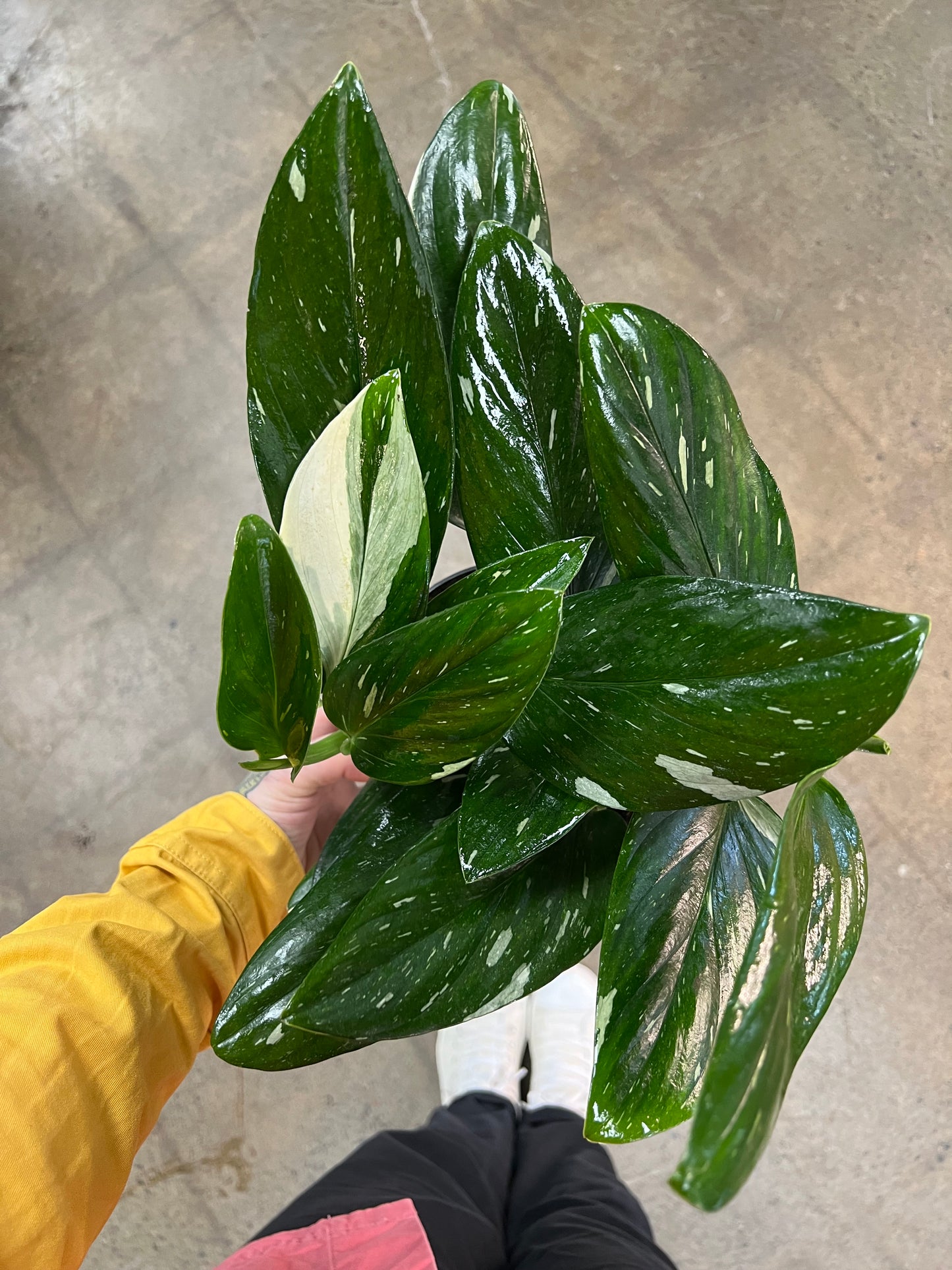 Philodendron Standleyana Cobra