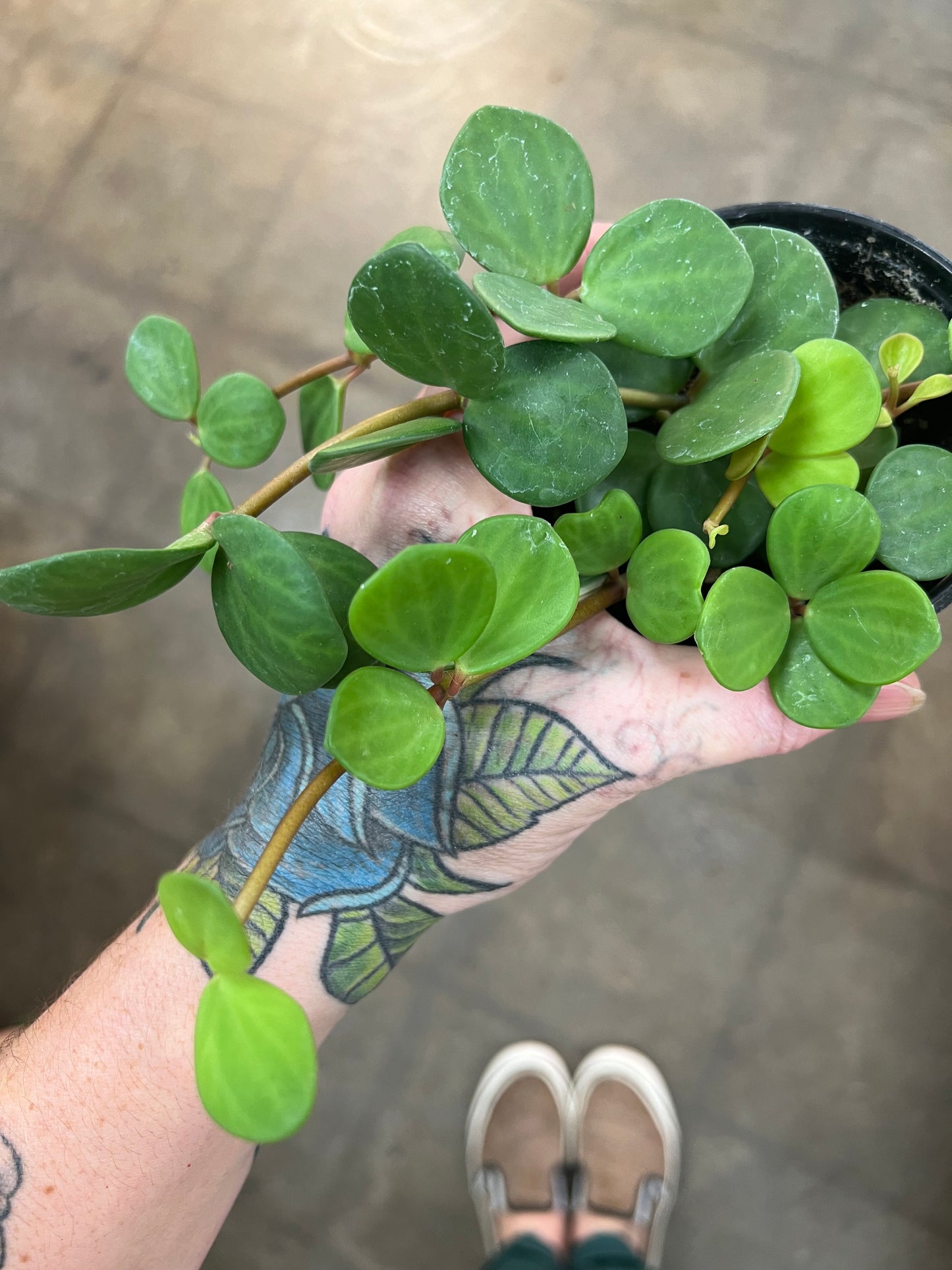 Peperomia Hope