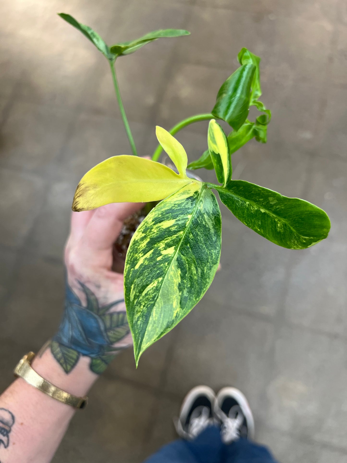 Philodendron Goeldii Variegated