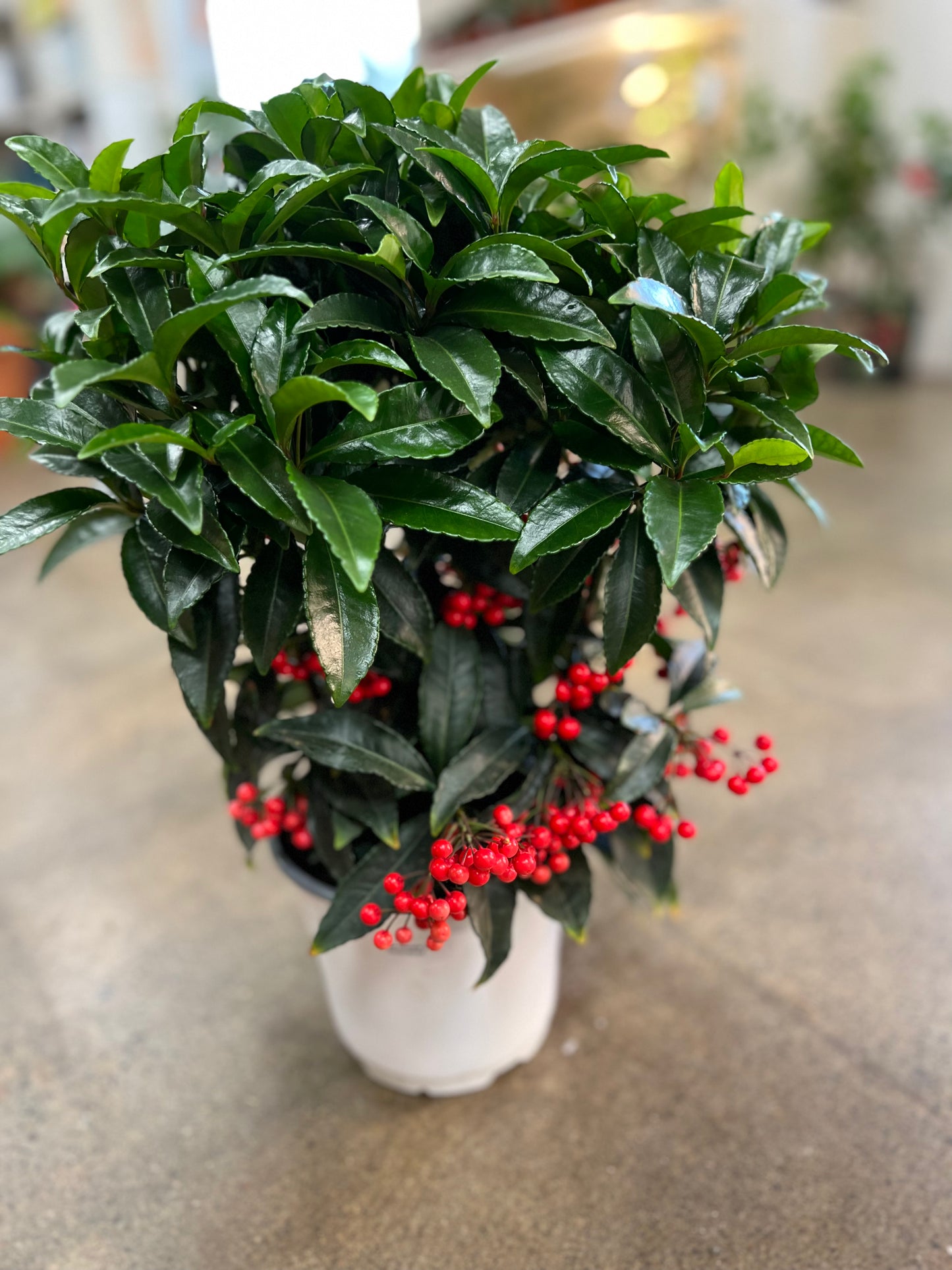 Ardisia Crenata