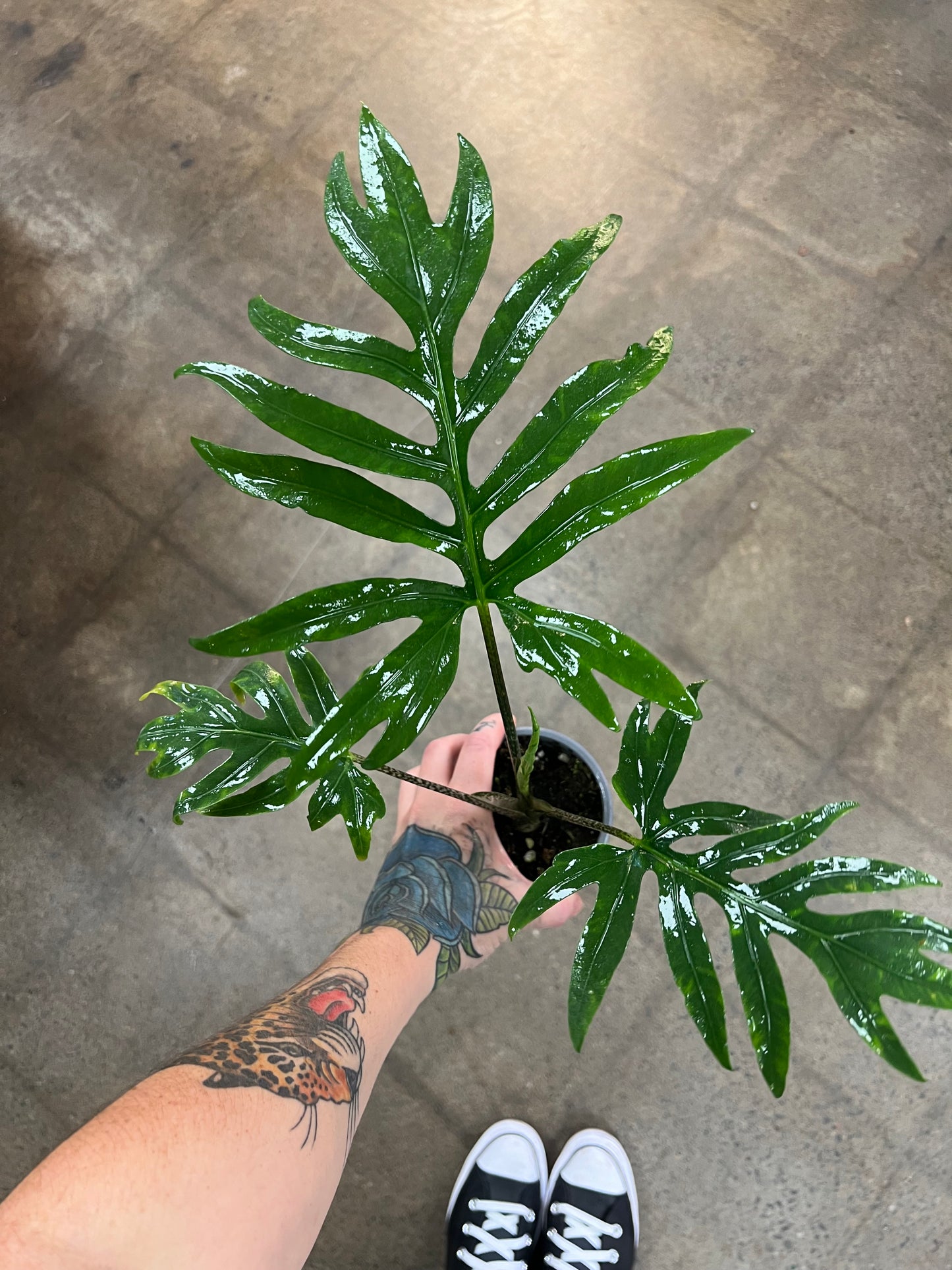 Alocasia Brancifolia