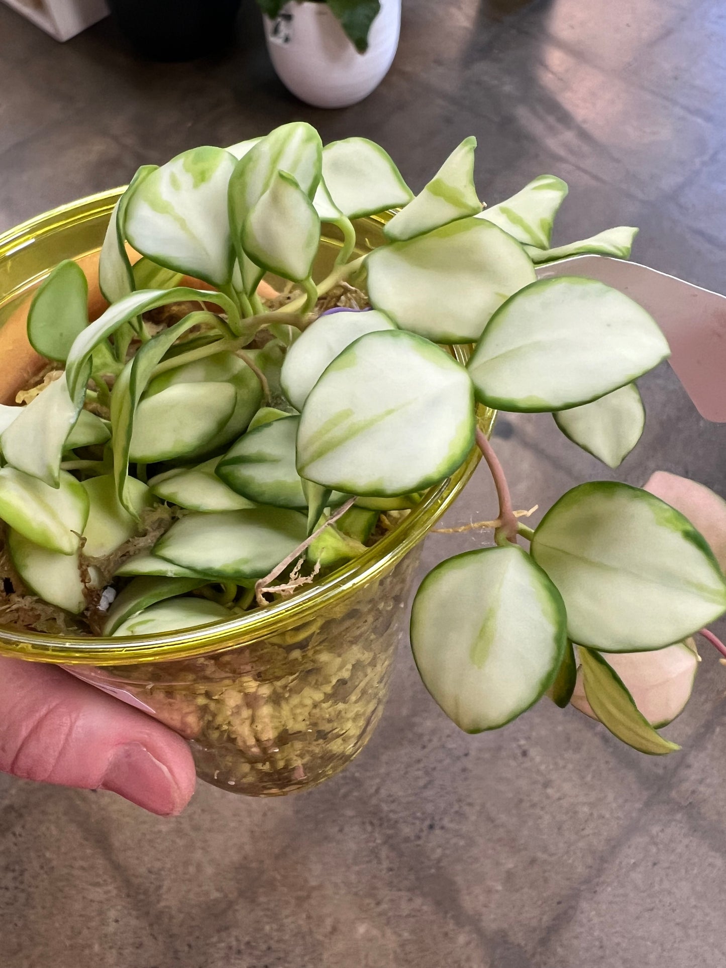 Hoya Heusckeliana Variegata