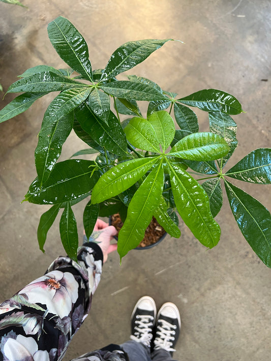 Money Tree